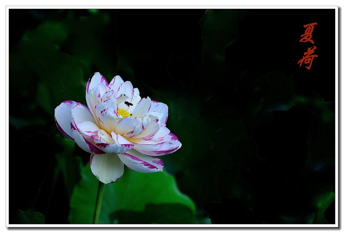 一组（夏日荷花）恭贺安泽好友荣任小五星空(中国)新版主