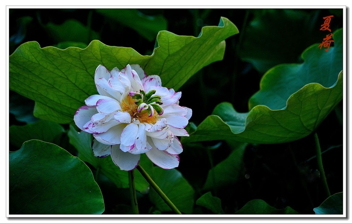 一组（夏日荷花）恭贺安泽好友荣任小五星空(中国)新版主