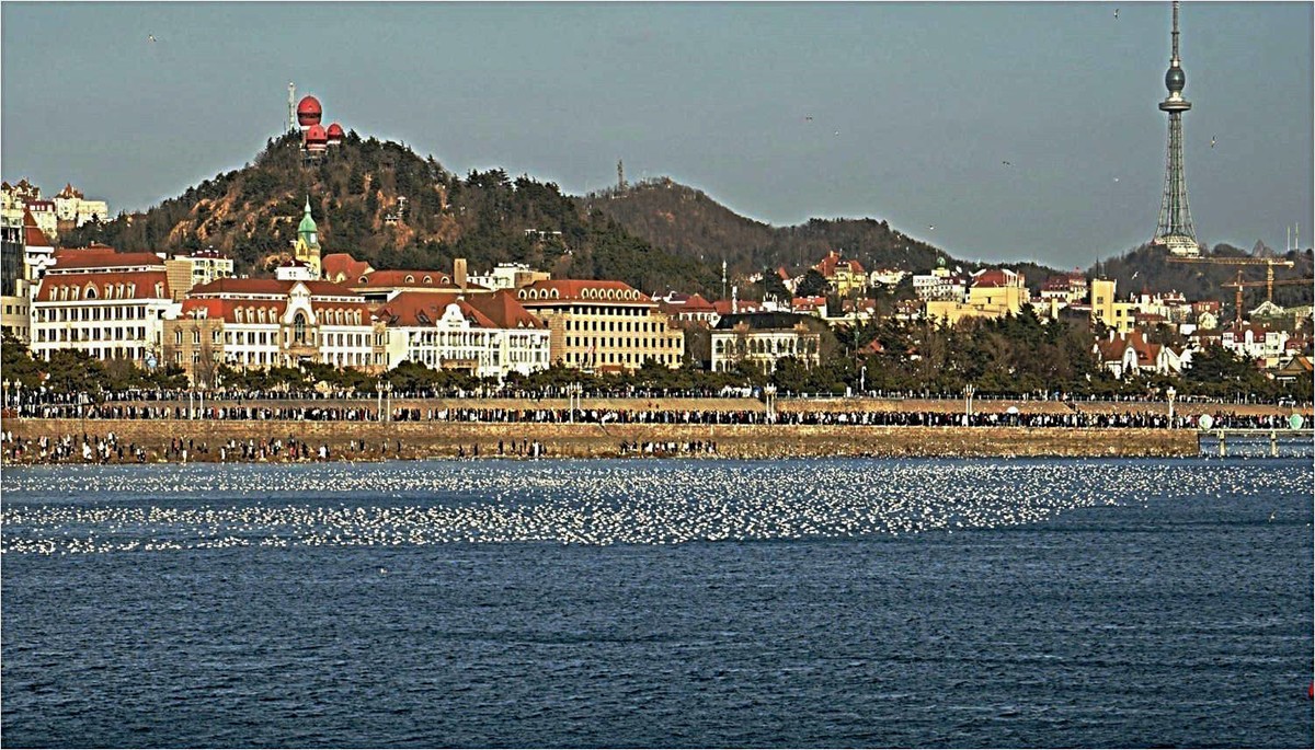青岛前海沿儿看海鸥