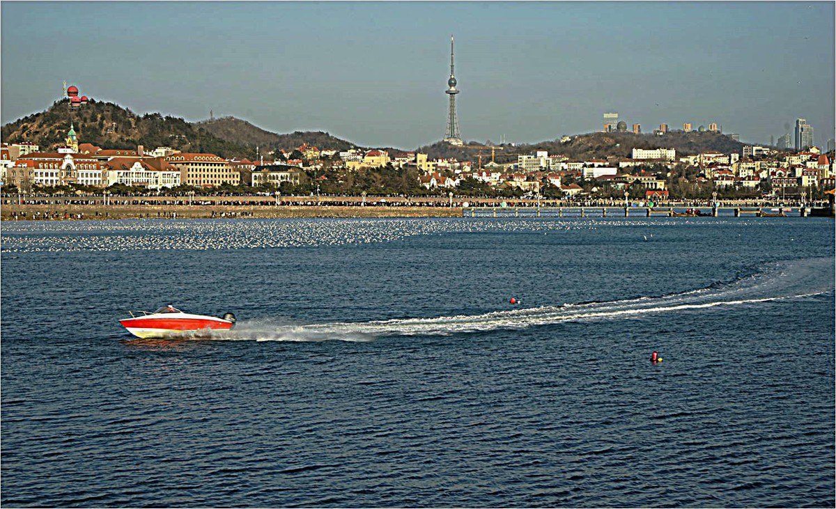 青岛前海沿儿看海鸥