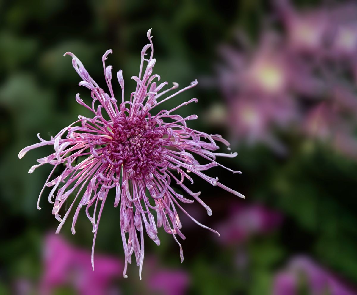 待到秋来九月八，我花开后百花杀---秋季一组