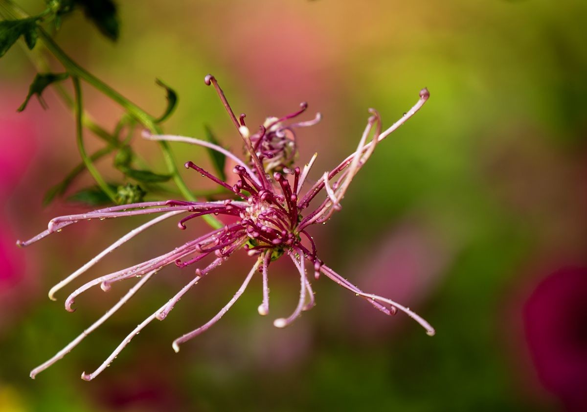 待到秋来九月八，我花开后百花杀---秋季一组