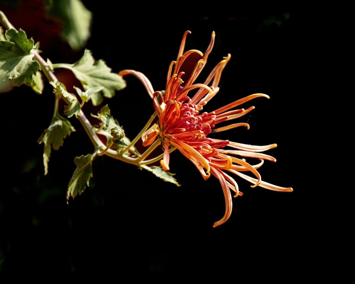 待到秋来九月八，我花开后百花杀---秋季一组