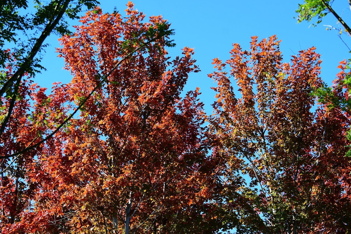 周日城边溜达抓住秋天的小尾巴