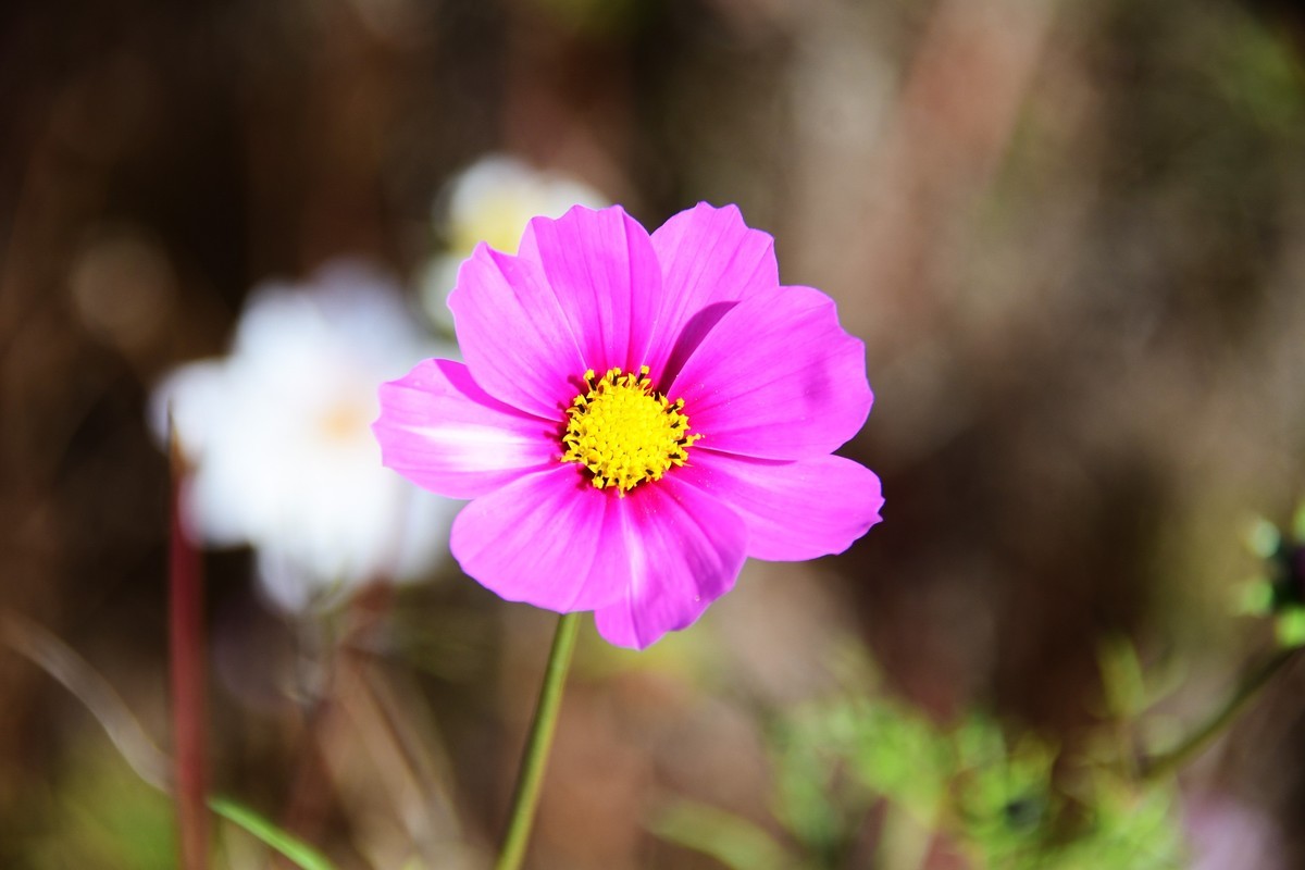 周日城边溜达抓住秋天的小尾巴