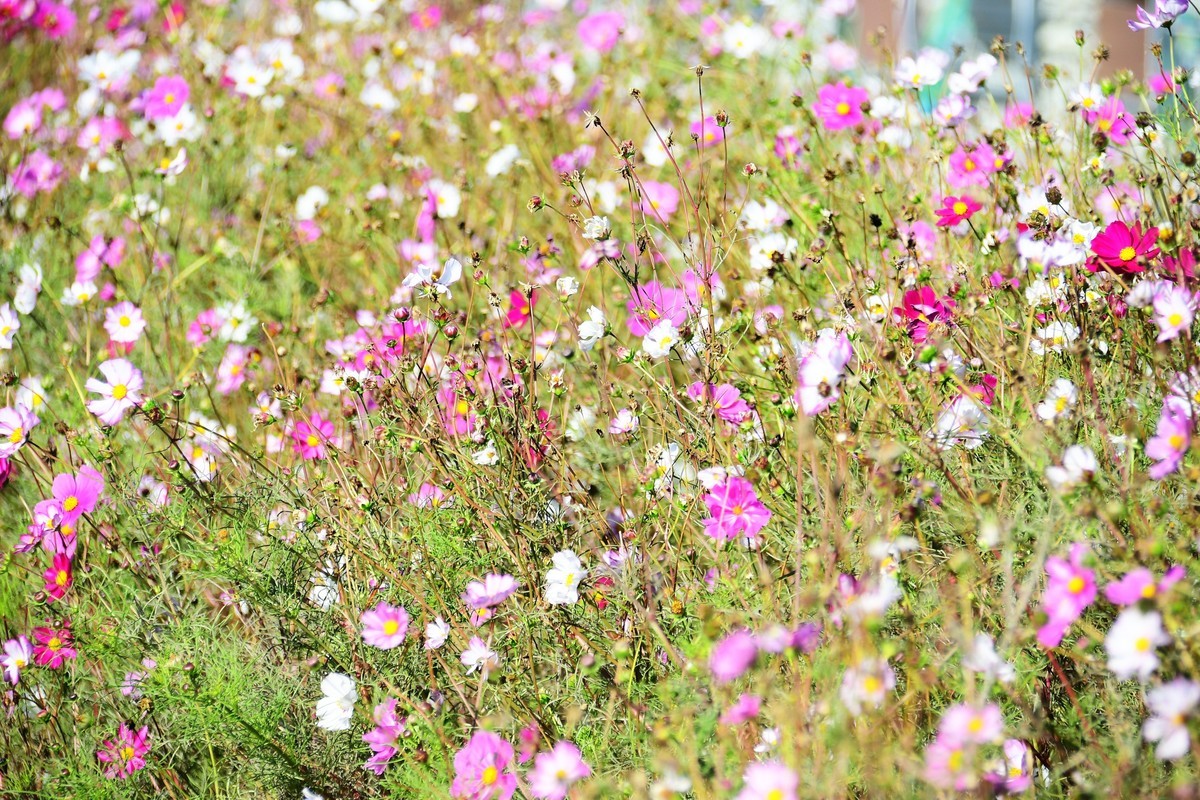 周日城边溜达抓住秋天的小尾巴