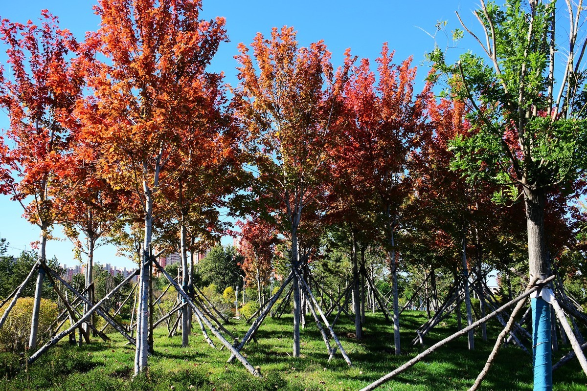 周日城边溜达抓住秋天的小尾巴