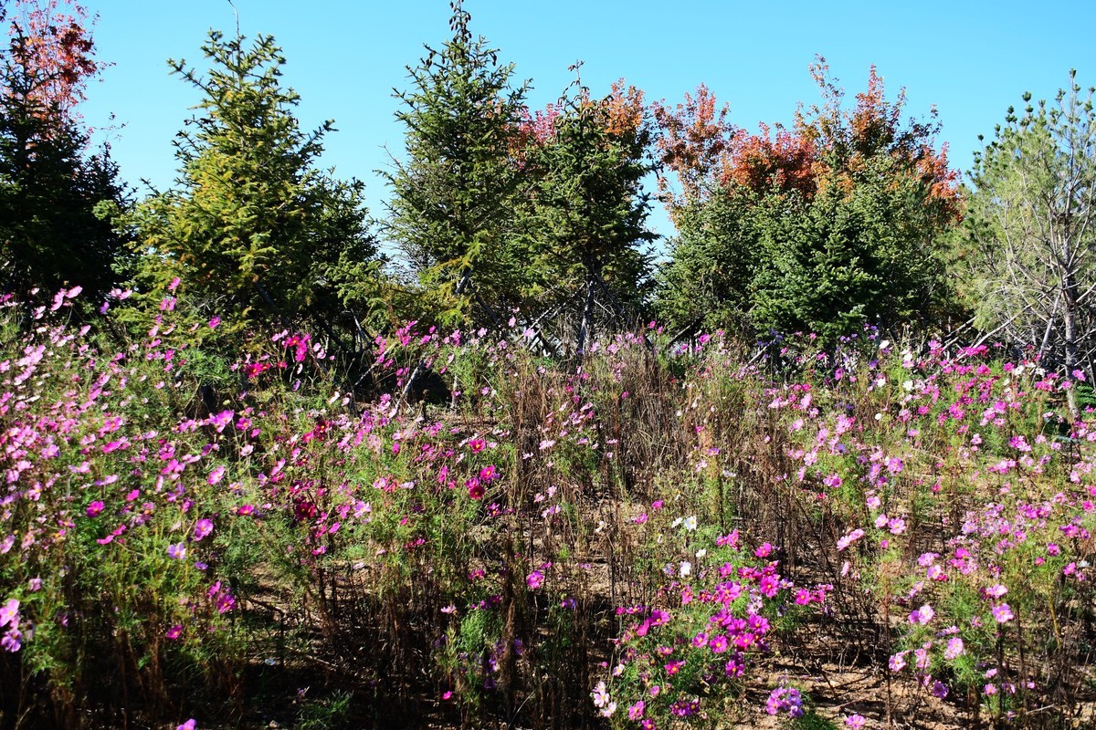 周日城边溜达抓住秋天的小尾巴