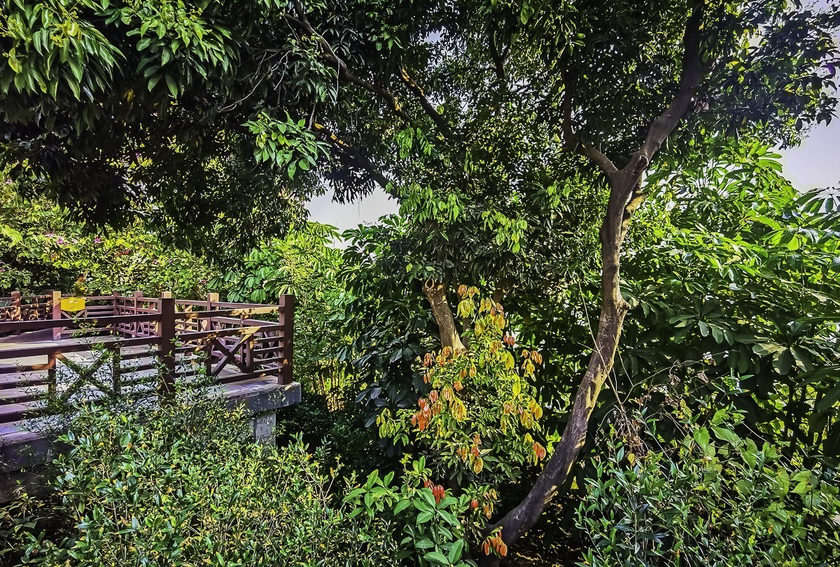 深圳立新湖公园～ 掠影