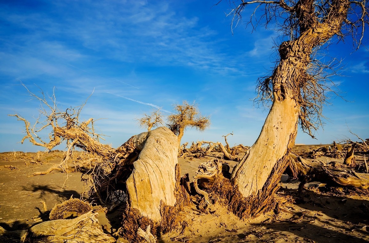 额旗纳.黑城.弱水怪树林