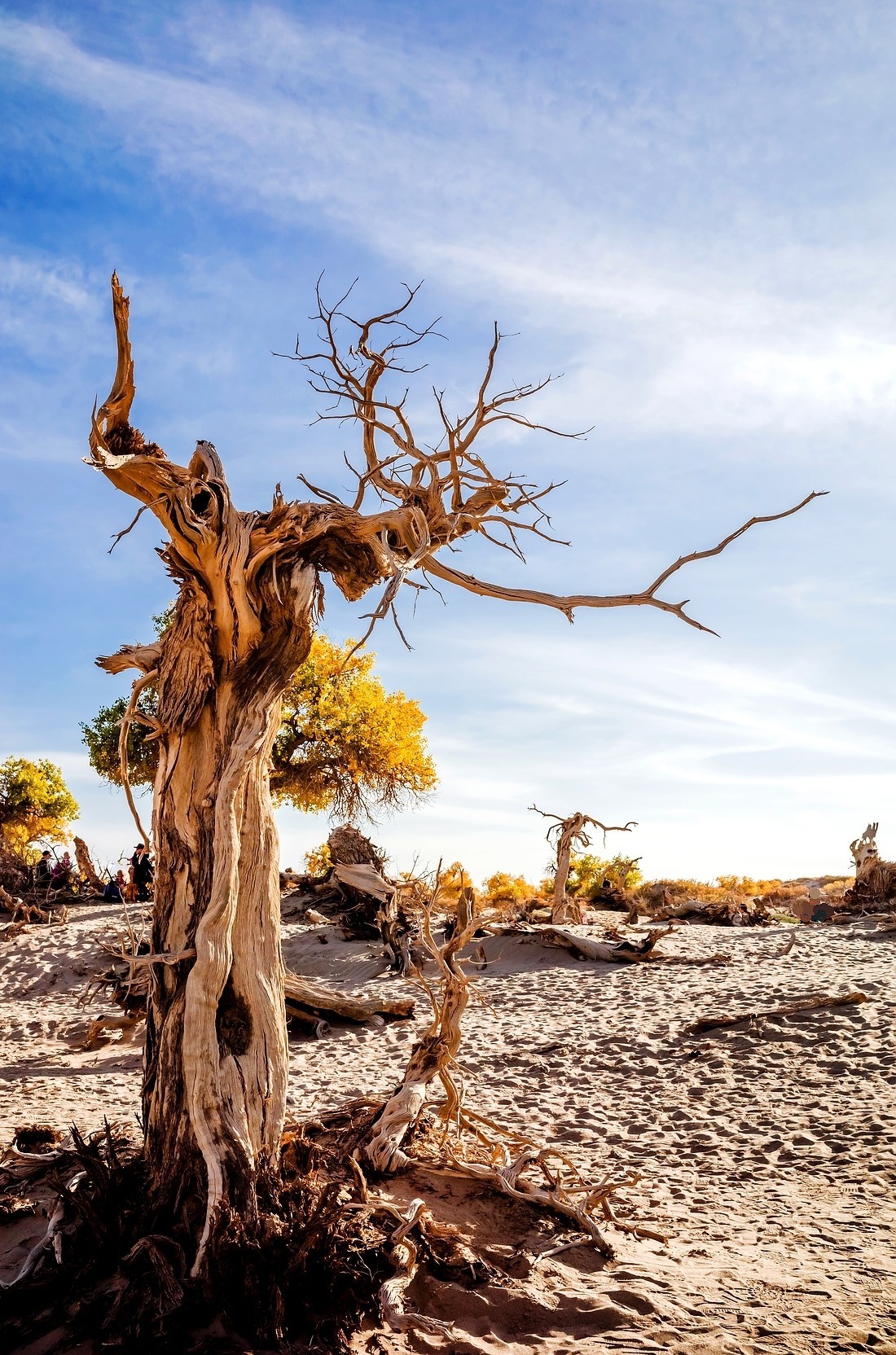 额旗纳.黑城.弱水怪树林