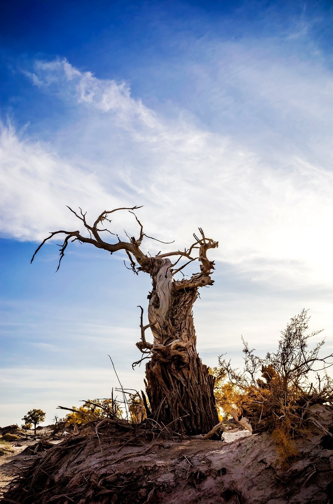 额旗纳.黑城.弱水怪树林