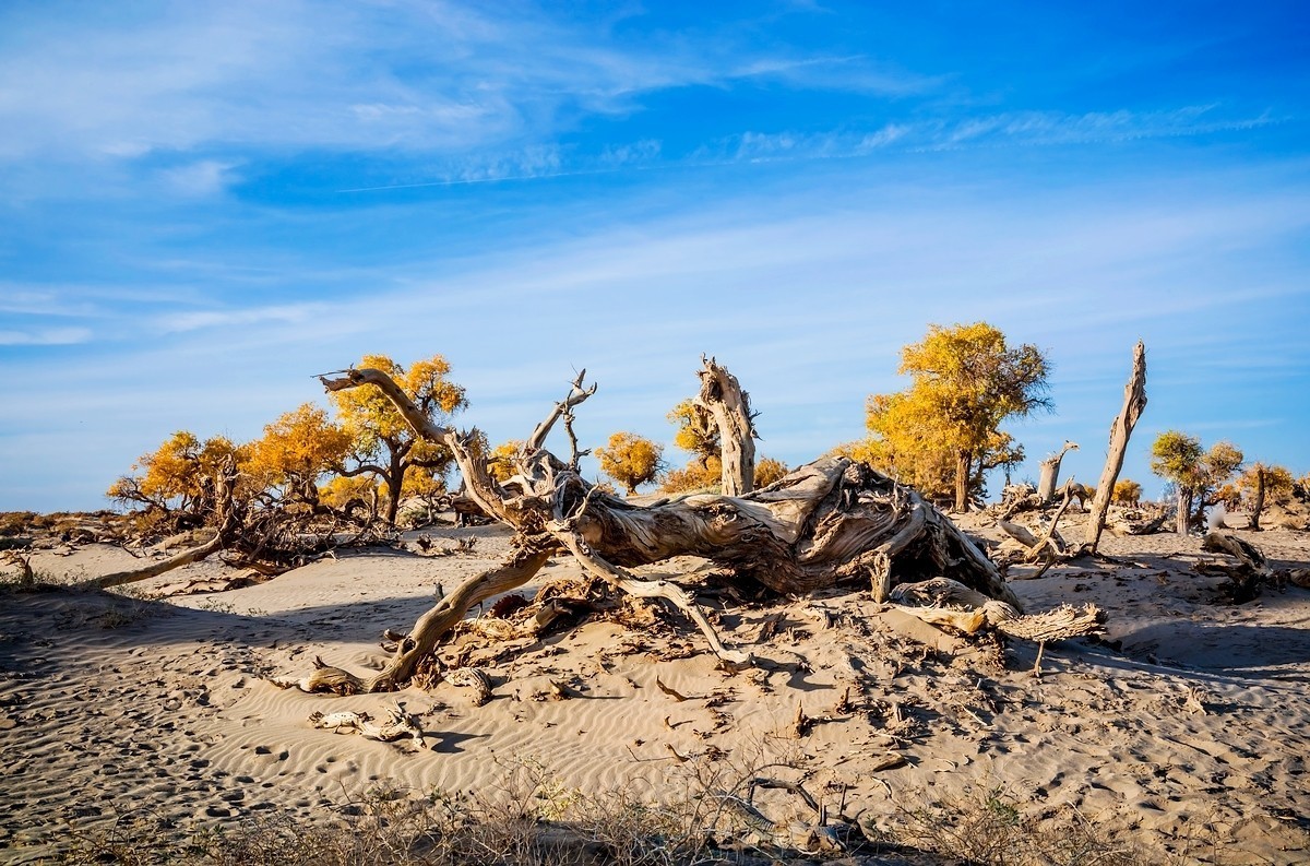 额旗纳.黑城.弱水怪树林