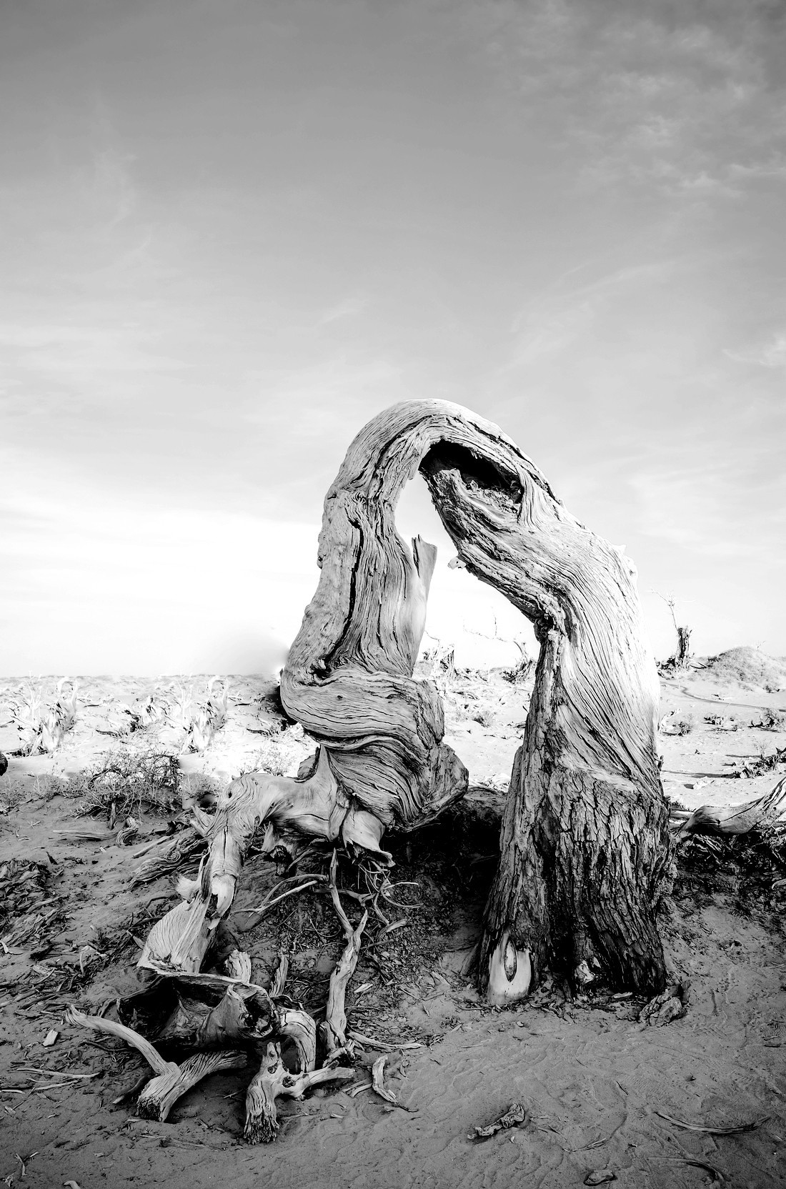 额旗纳.黑城.弱水怪树林