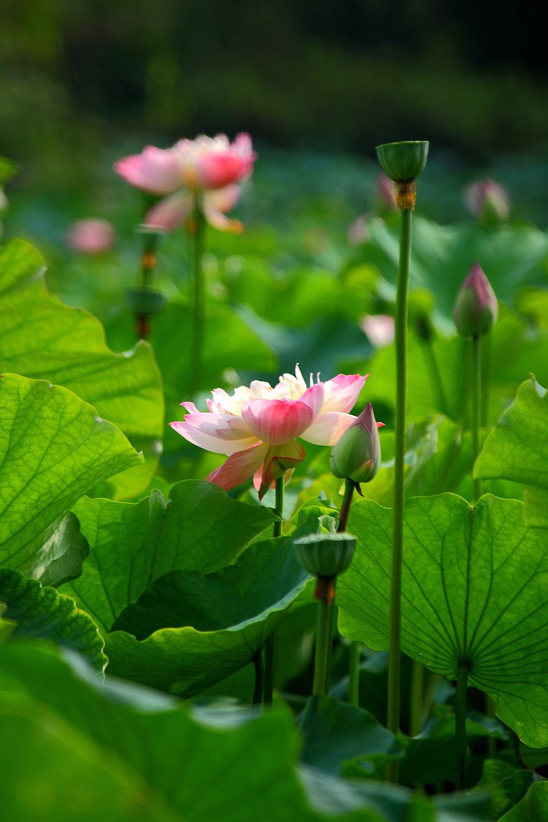 最漂亮荷花大全 竖屏图片