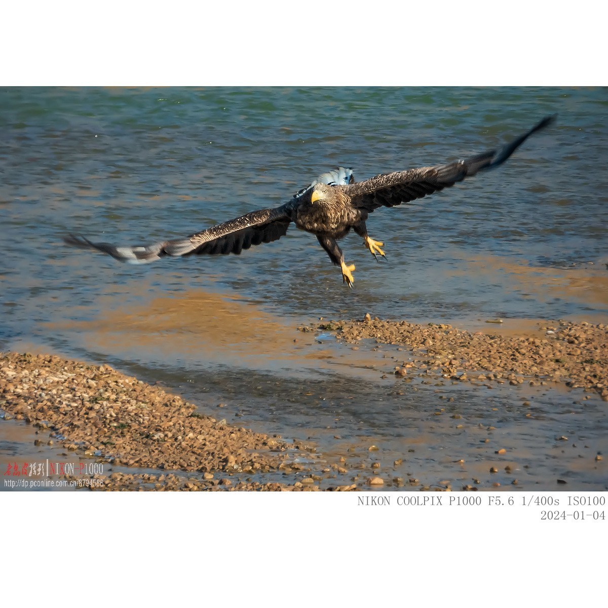 渭河上的白尾海雕