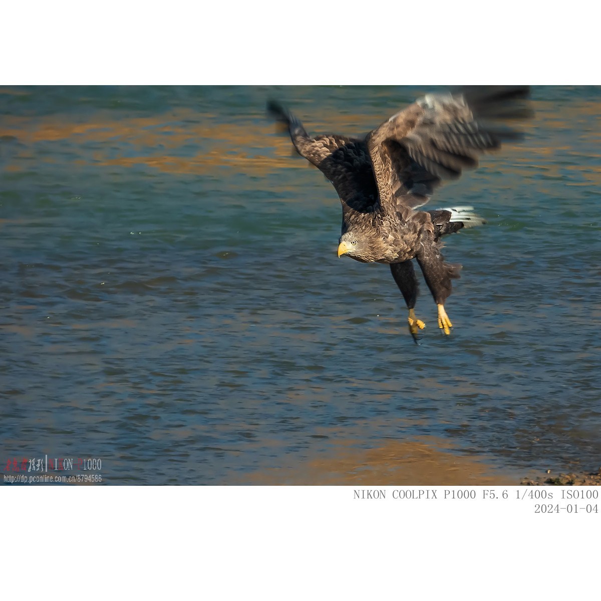渭河上的白尾海雕