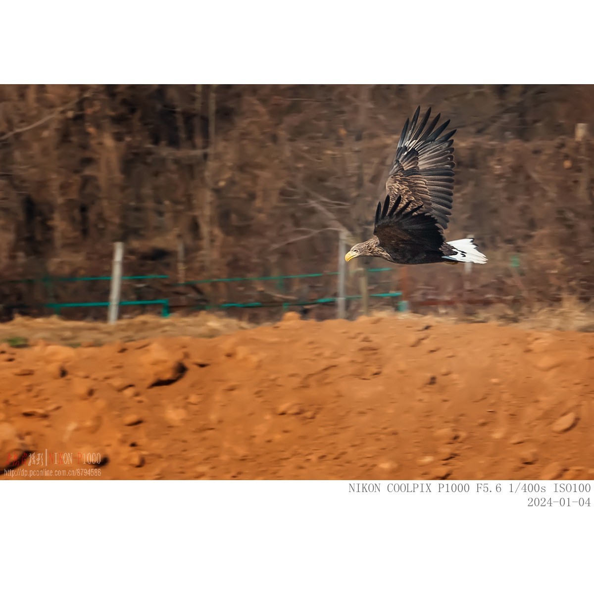 渭河上的白尾海雕