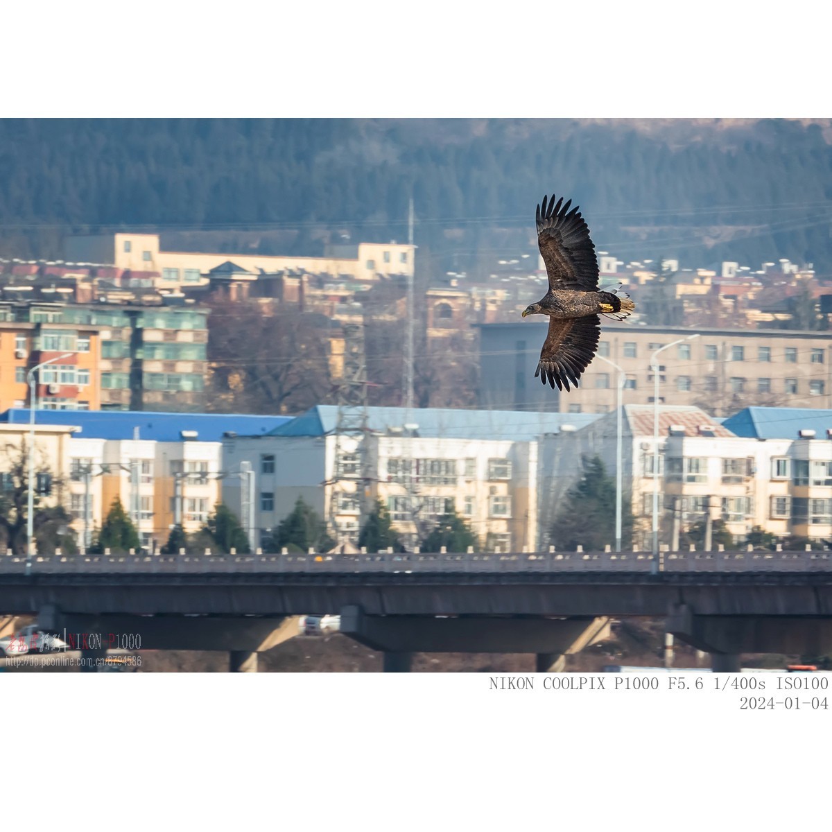 渭河上的白尾海雕