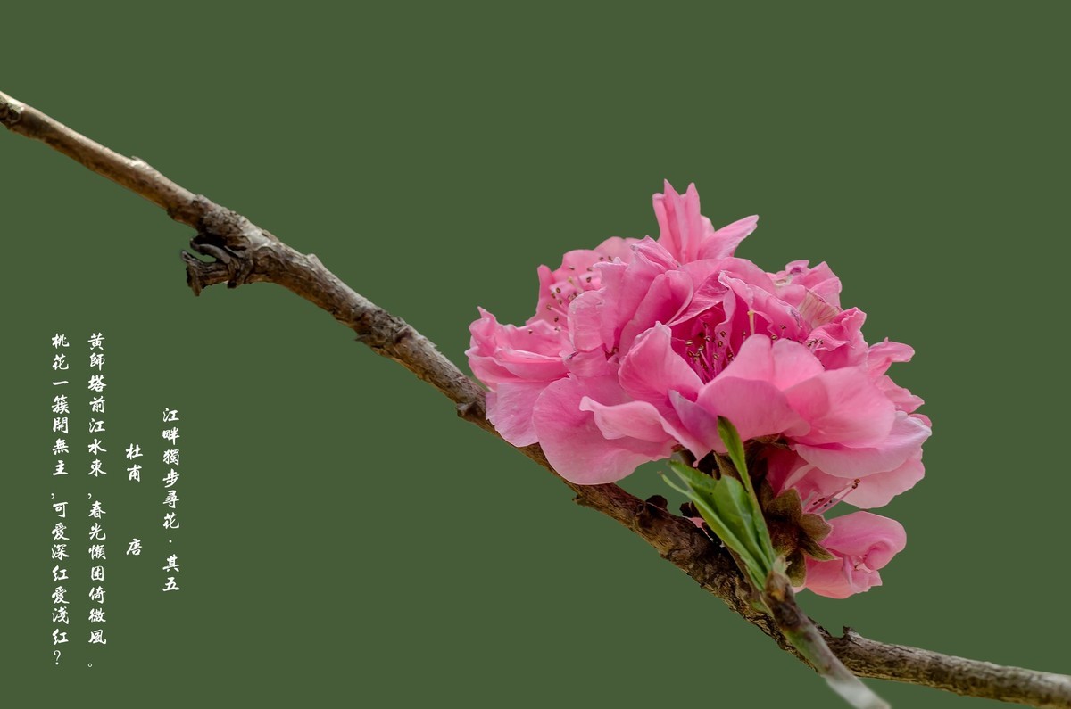 满园春色 之 桃花（江畔独步寻花·其五）