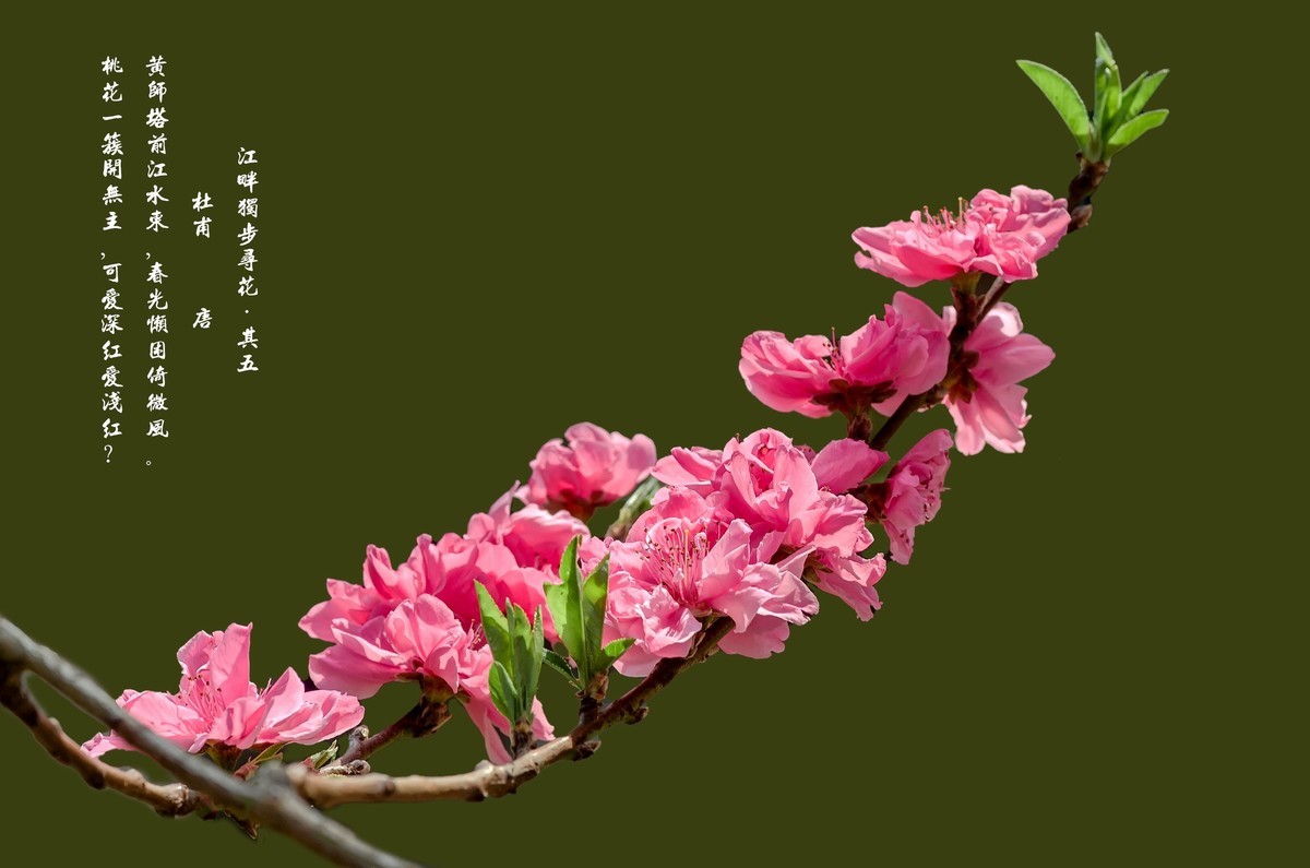 满园春色 之 桃花（江畔独步寻花·其五）