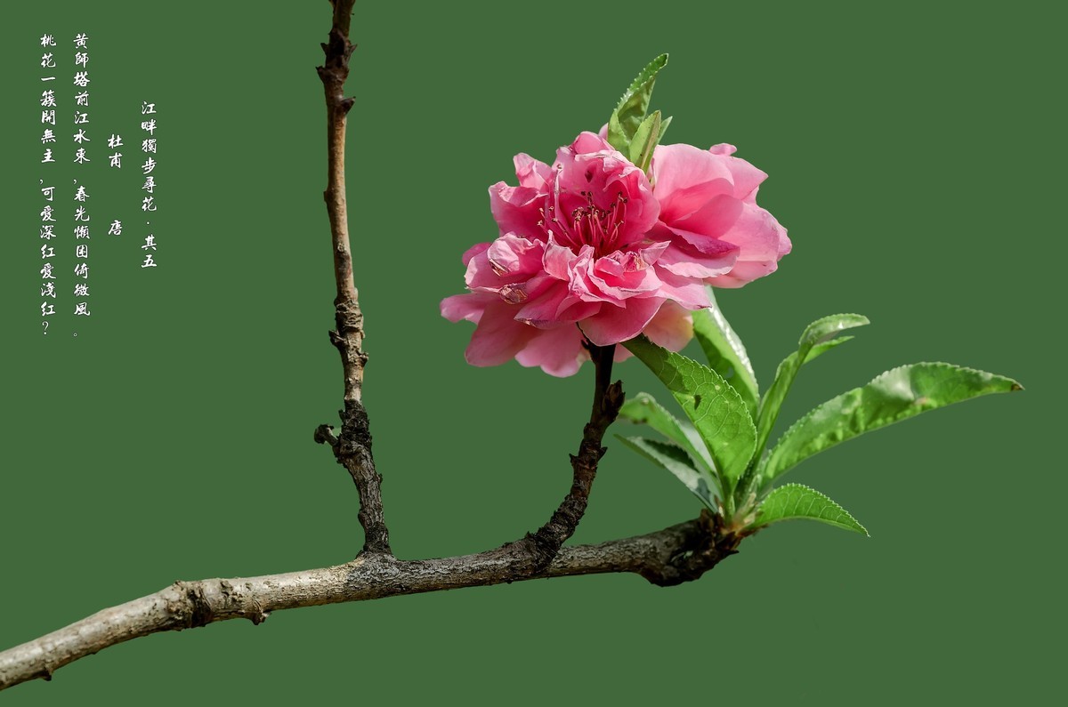 满园春色 之 桃花（江畔独步寻花·其五）