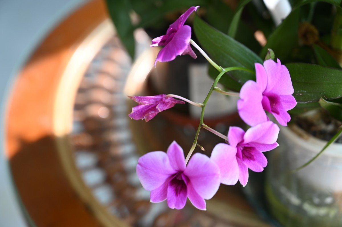 石斛花