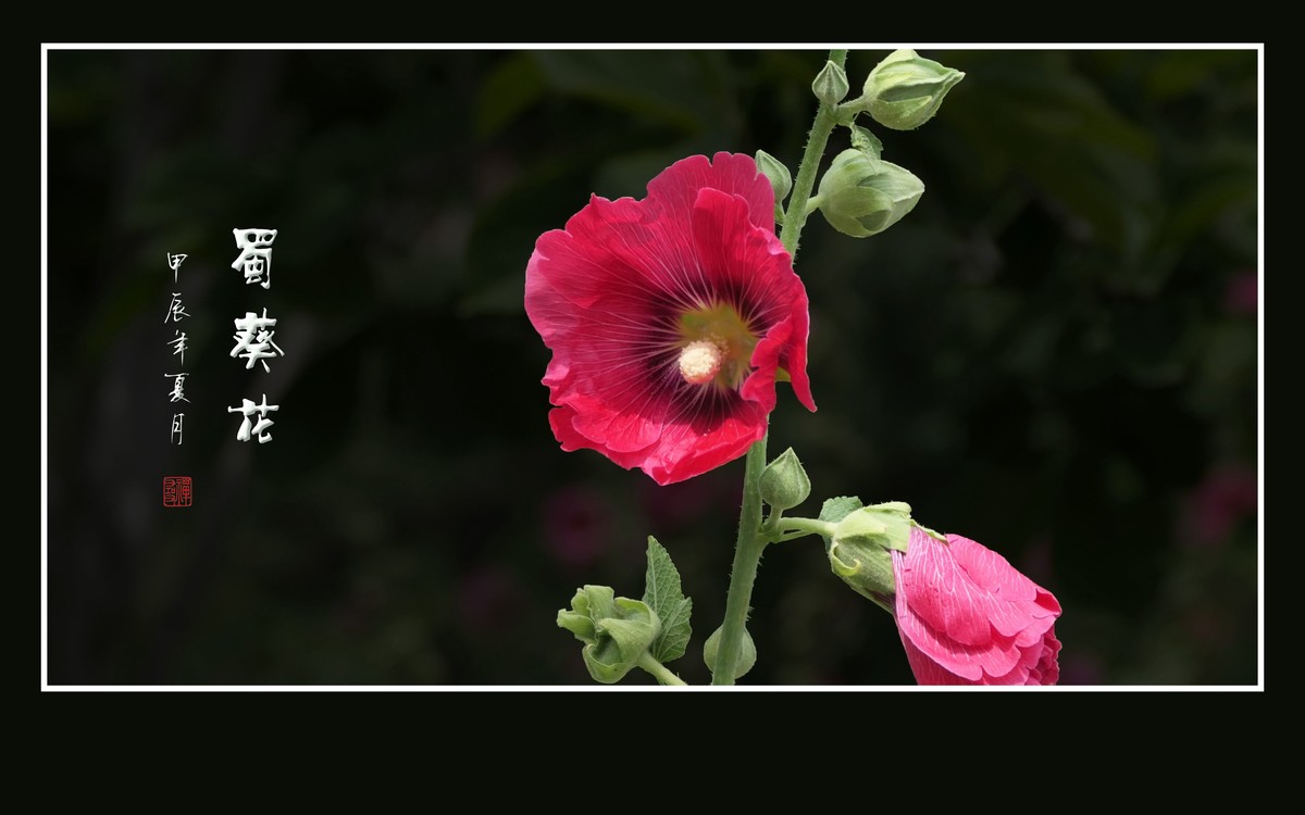 节节升高的蜀葵花