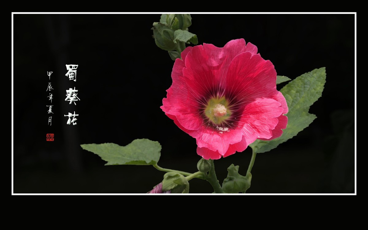 节节升高的蜀葵花