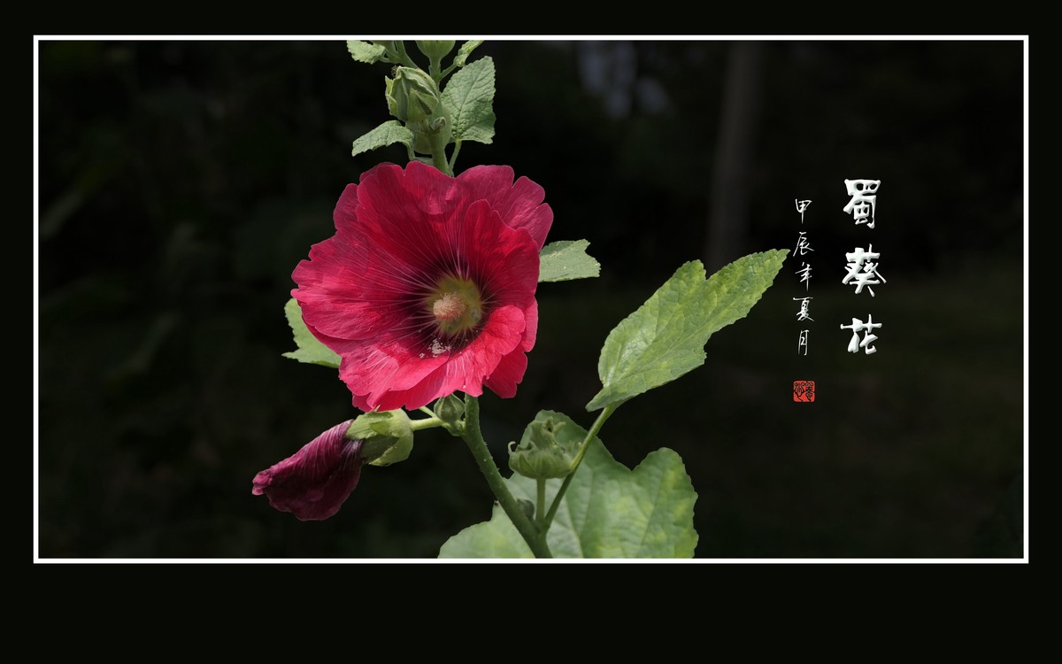 节节升高的蜀葵花