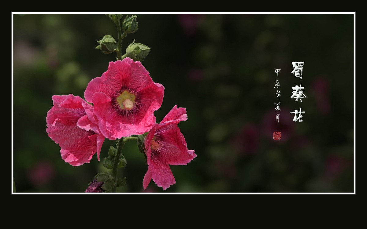 节节升高的蜀葵花