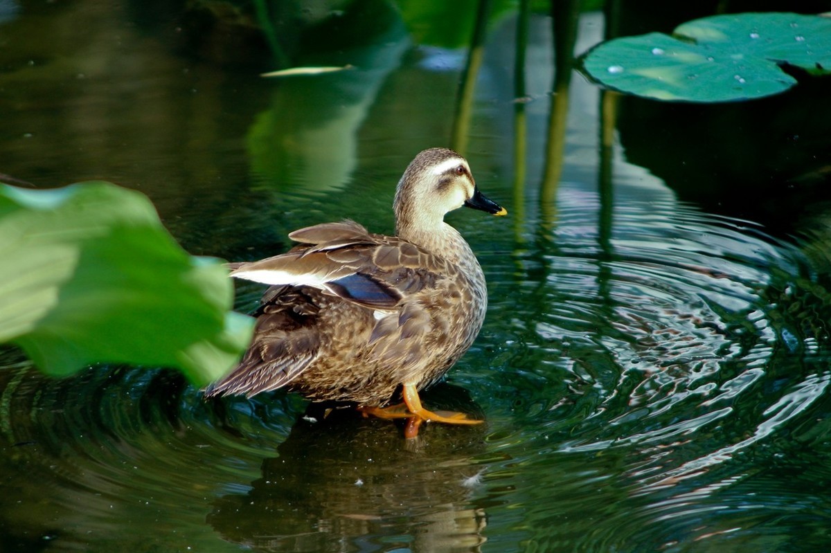 写真——鸭鸭明湖秀