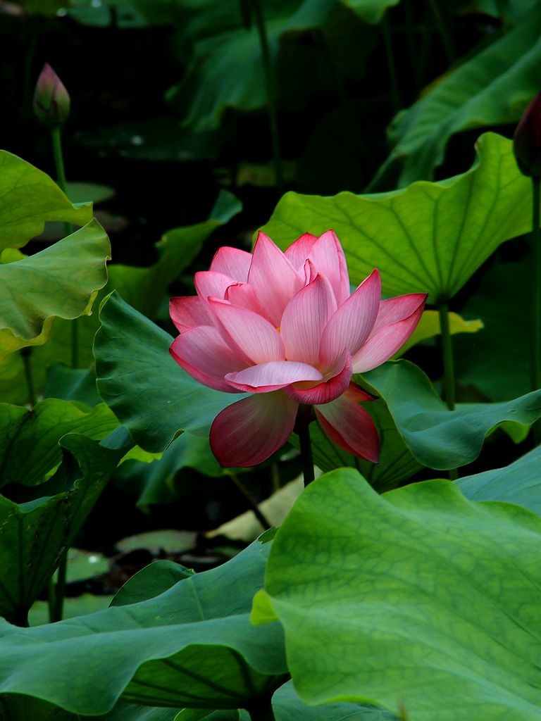 映日荷花别样红=3