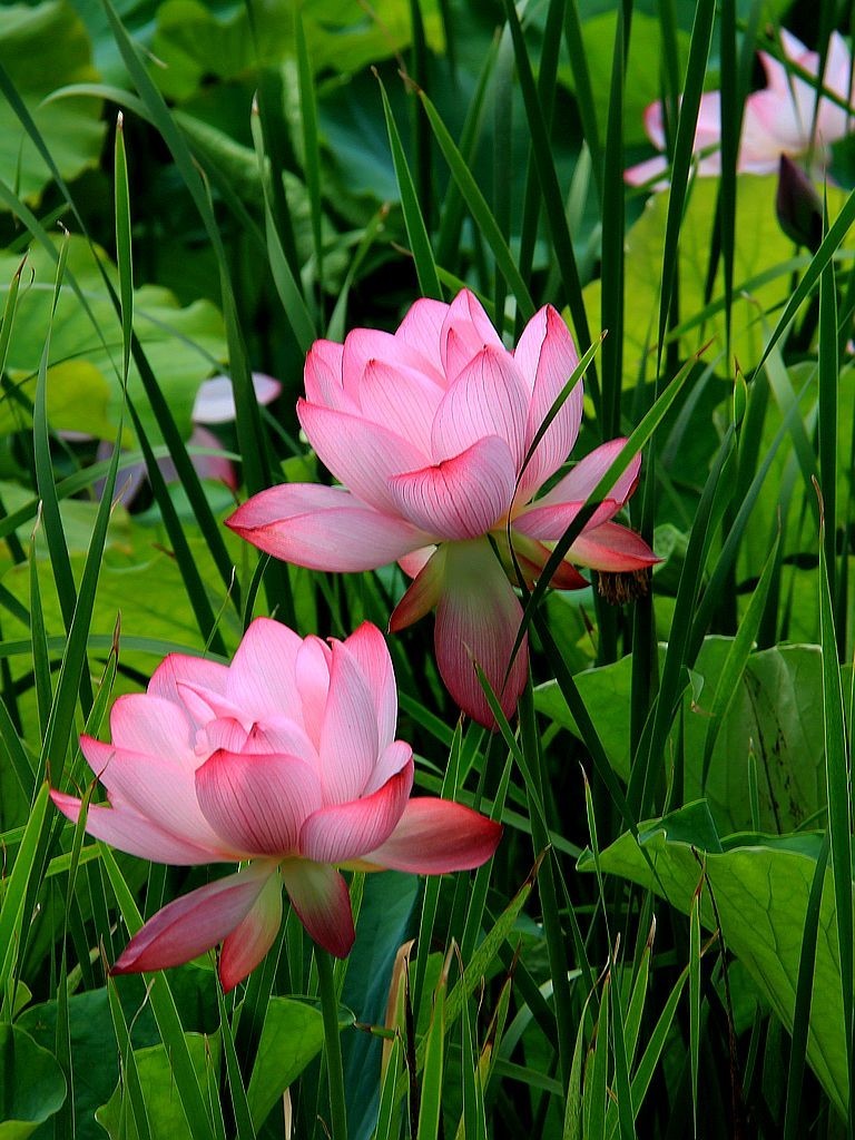 映日荷花别样红=3