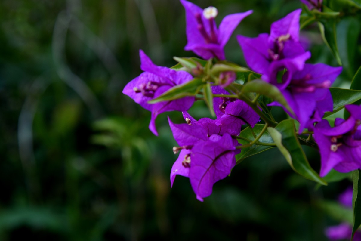 宁海城拍叶子花