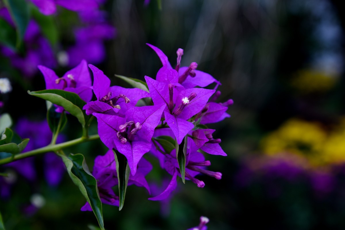 宁海城拍叶子花