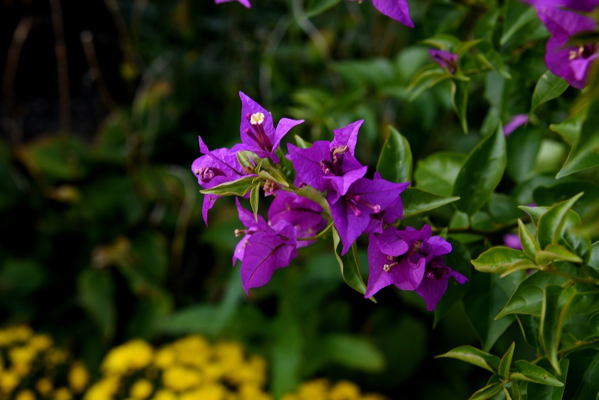 宁海城拍叶子花