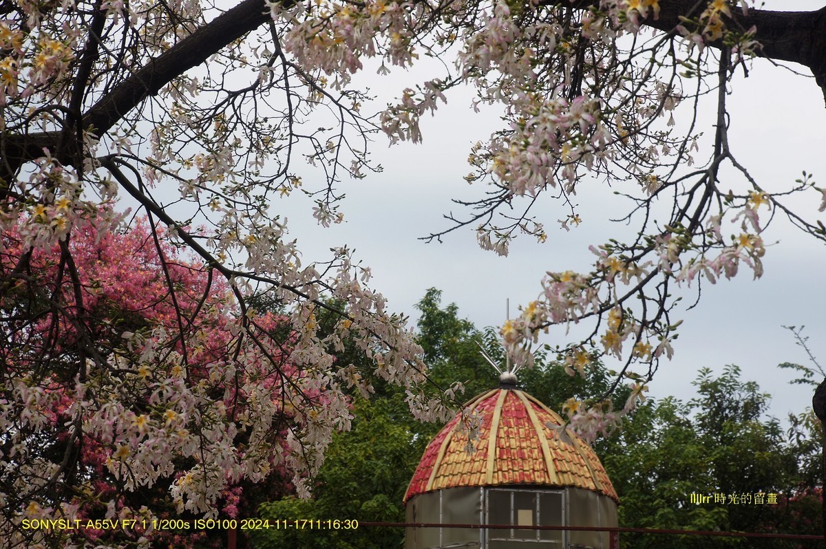 华师校花