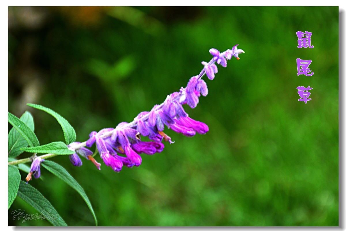 墨西哥鼠尾草（2024300）