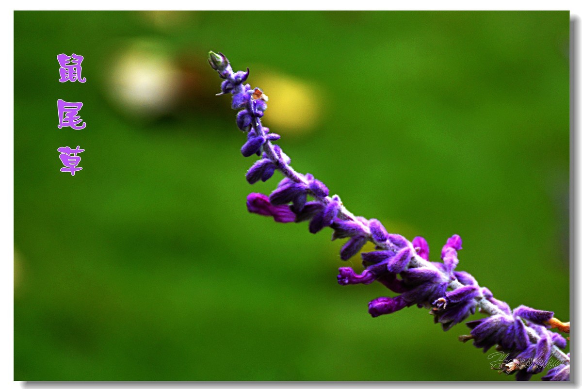 墨西哥鼠尾草（2024300）