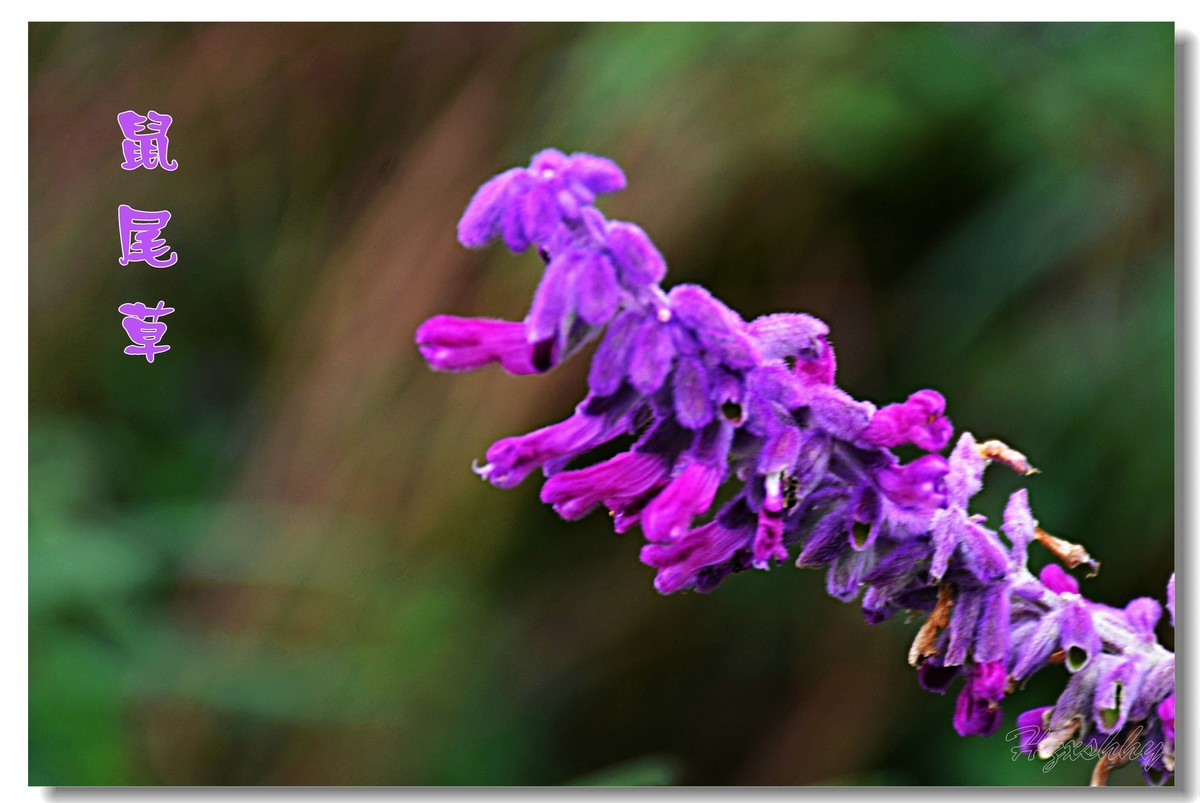 墨西哥鼠尾草（2024300）