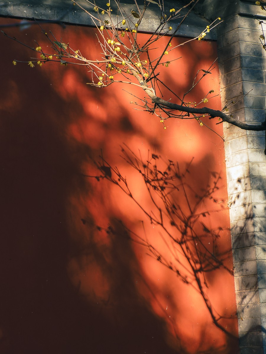 北京卧佛寺（国家植物园北园）