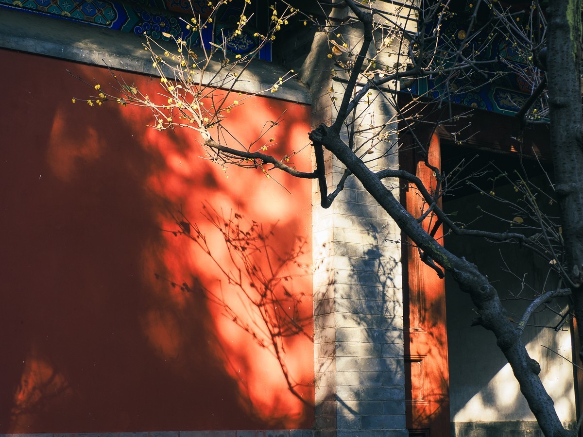 北京卧佛寺（国家植物园北园）