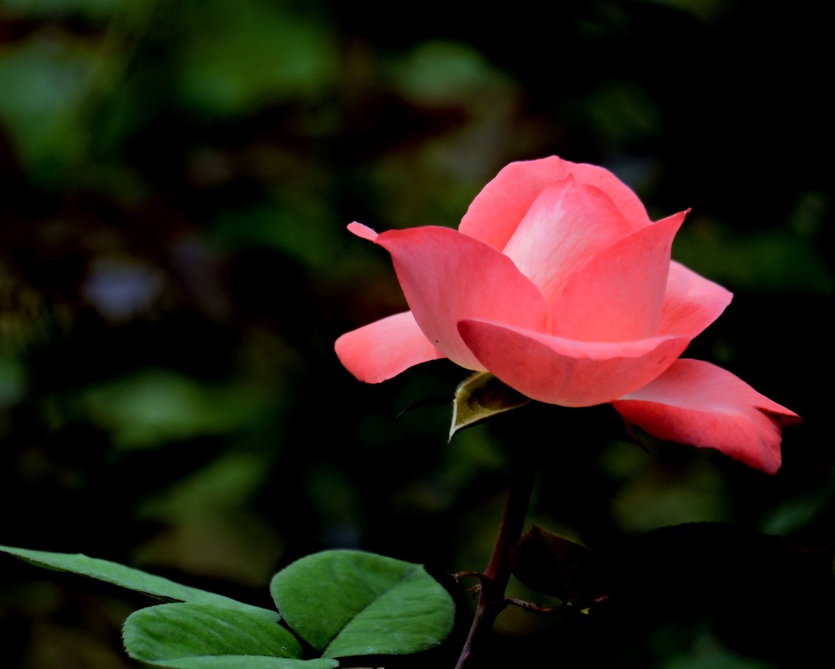 月季花