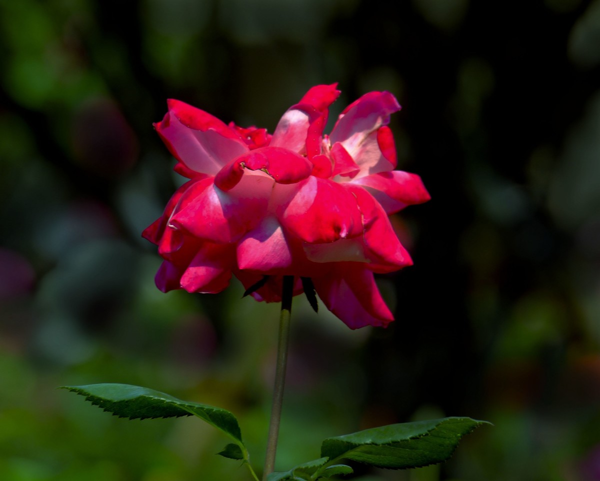 月季花（二）