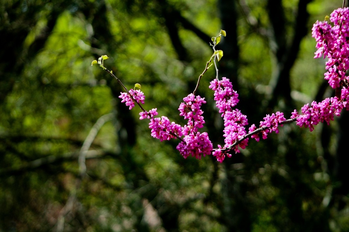 随拍——春之印象