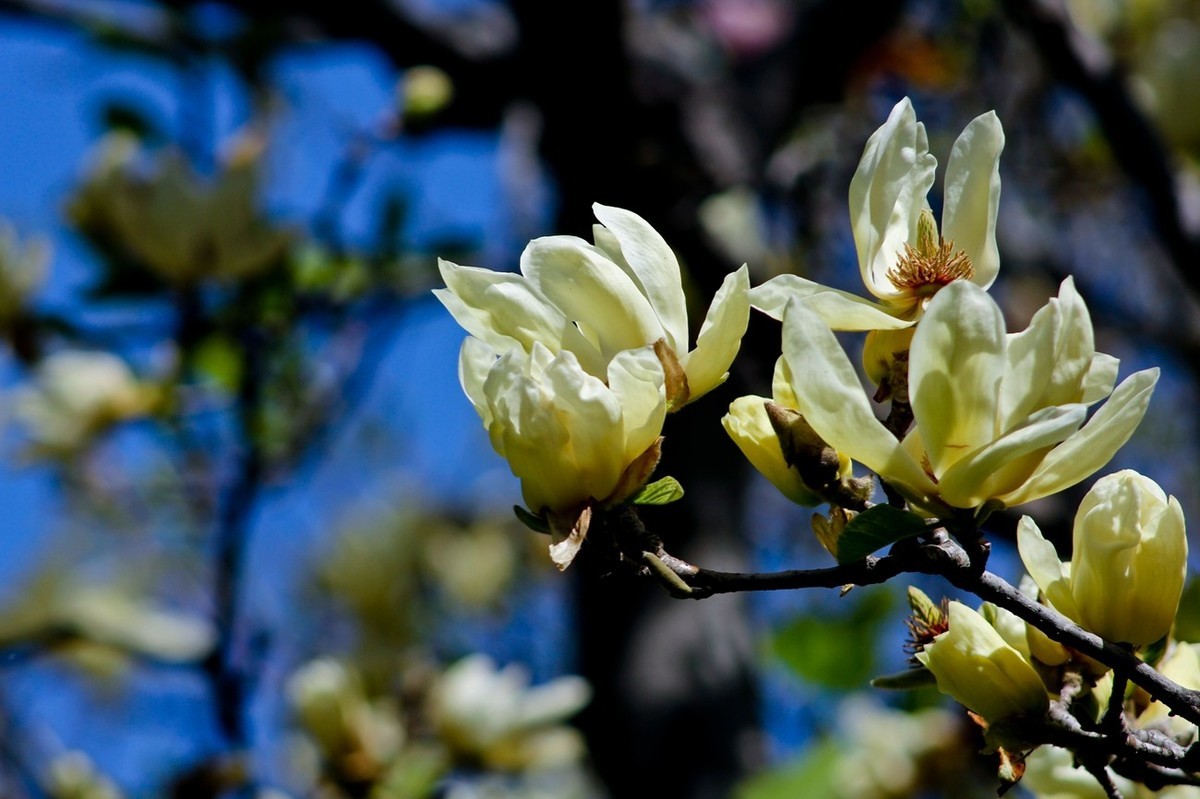 随拍——春之印象