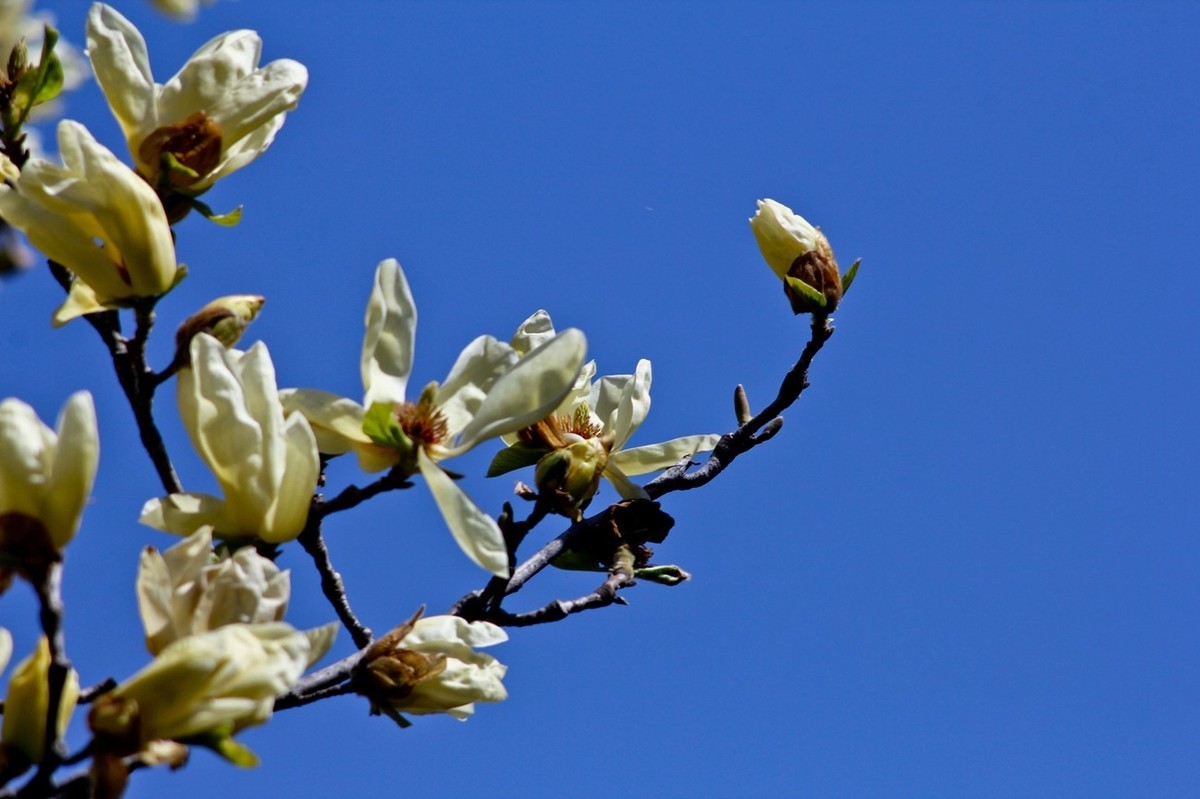 随拍——春之印象