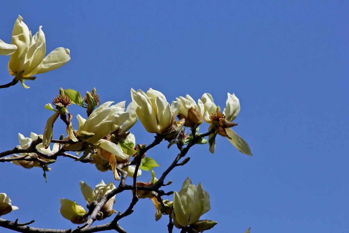 随拍——春之印象