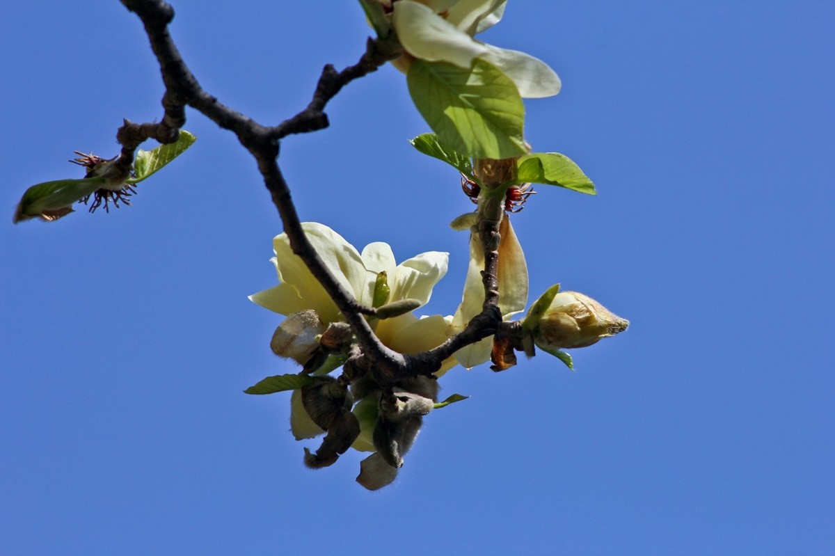 随拍——春之印象